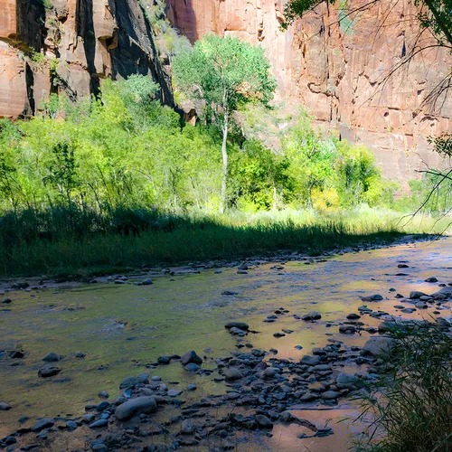 Zion 37