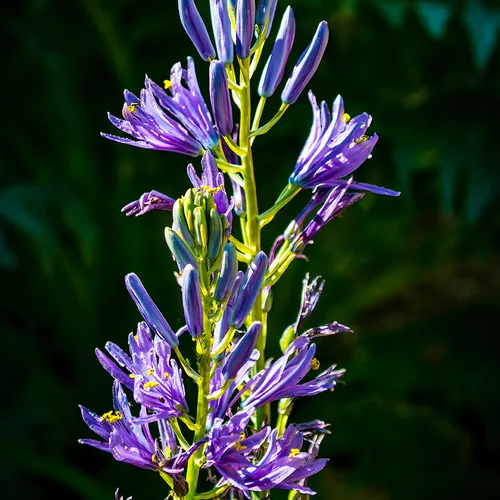 Flower 3