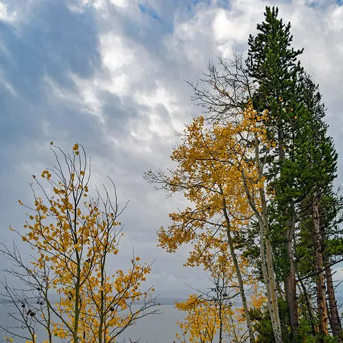 Yellowstone 32