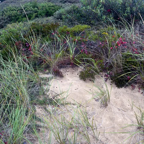 Cape Cod 2