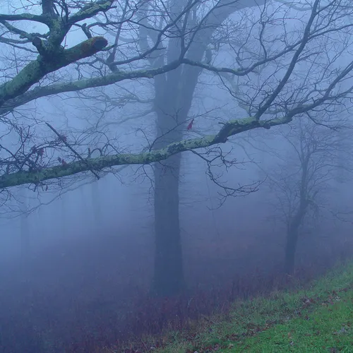 Mtn Fog 2
