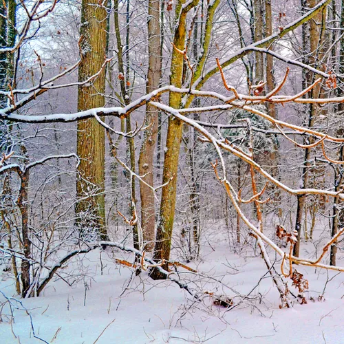 Yard Snow 22