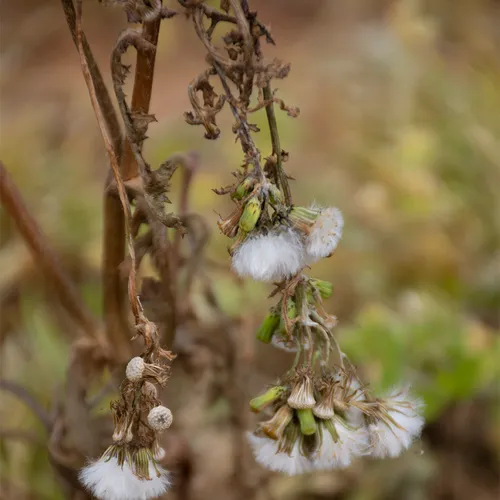 Driedflower 2