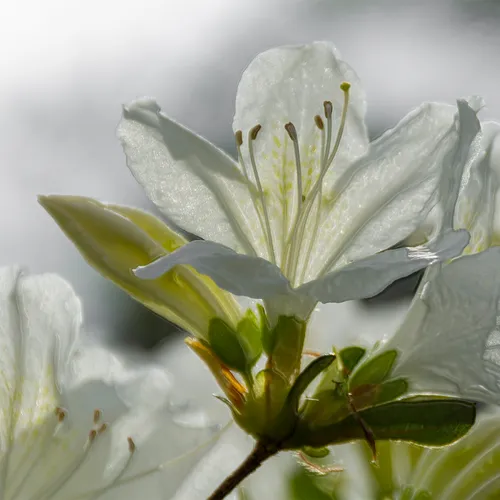 Whiteazalea 2