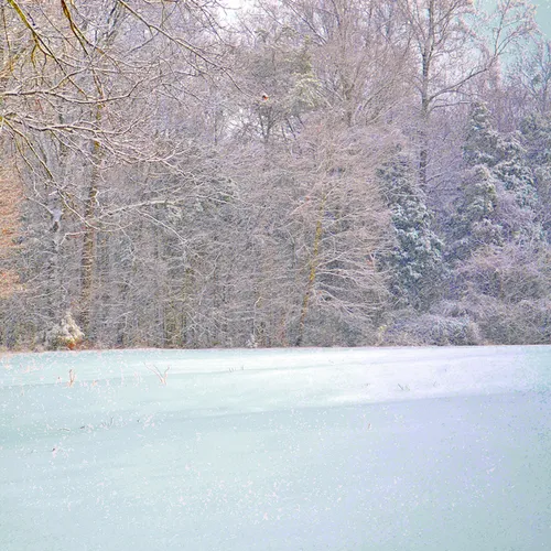 Yard Snow 25