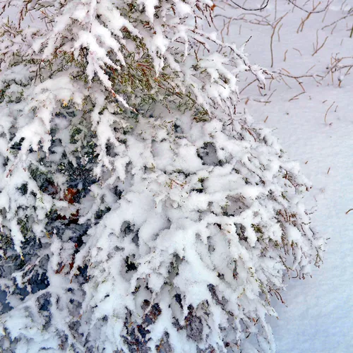 Yard Snow 26