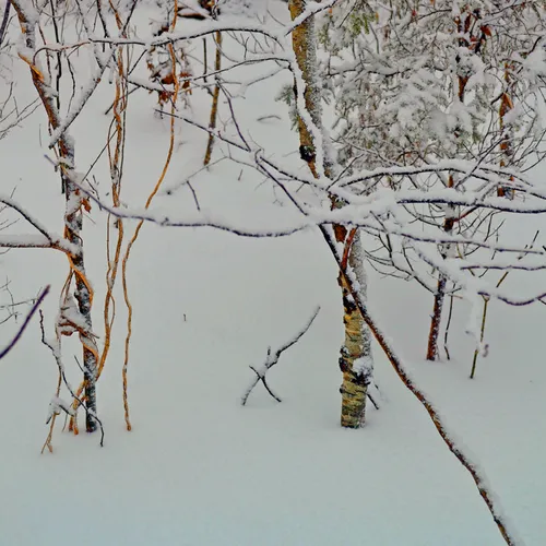 Yard Snow 10