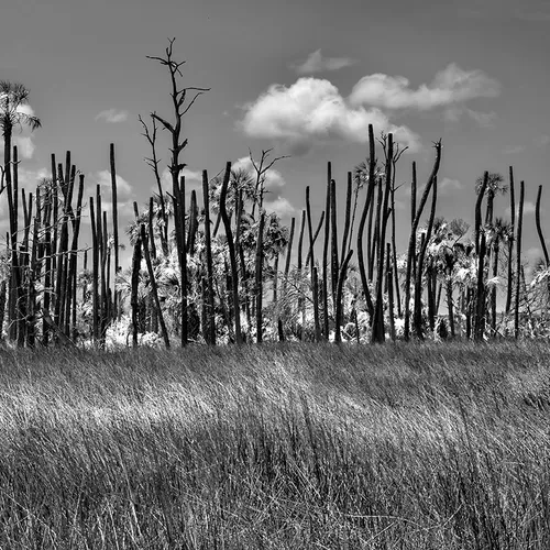 Cedarkey 6 B&W