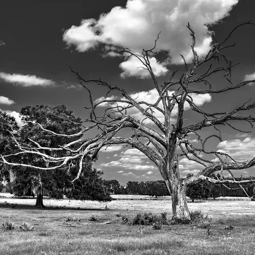 Ocala 1 B&W