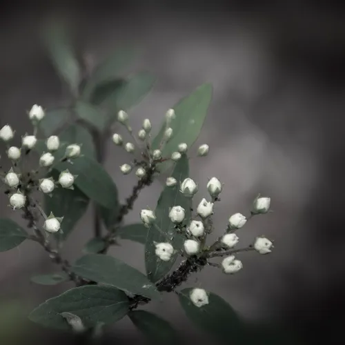 Whiteflower 1