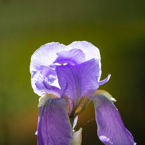 Irispurple 2