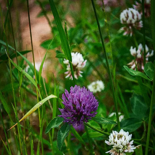 Clover 1