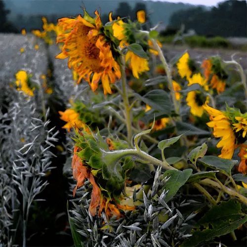 Hoffner Farm 22