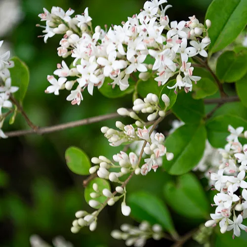 Ligustrum