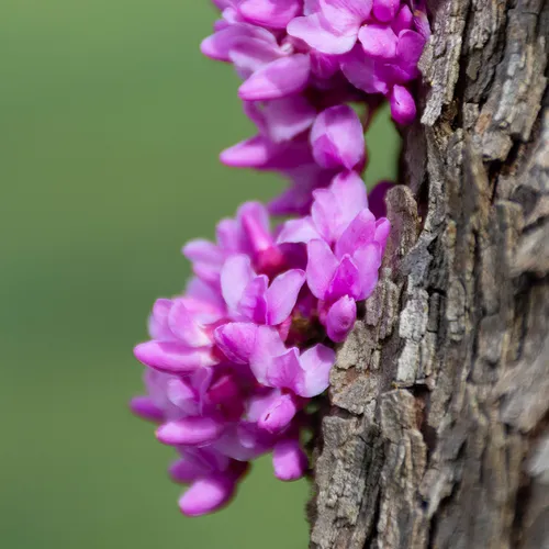Redbud 2