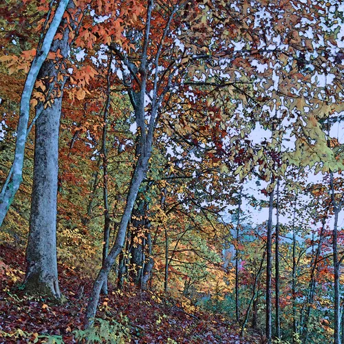 Narrow Trail