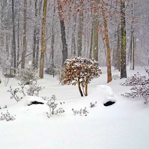 Backyard 9