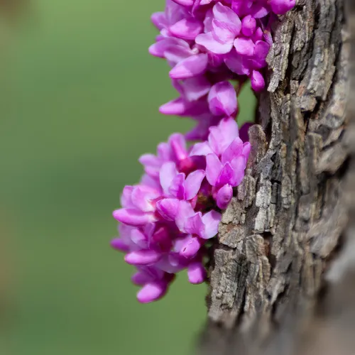 Redbud 1