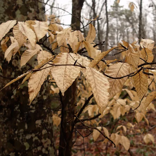 Leaves Brown