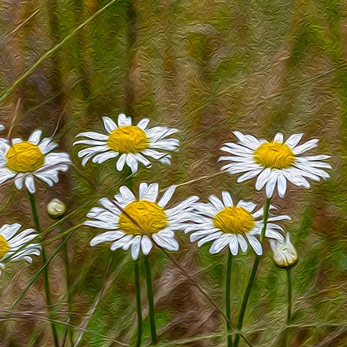 Whitedaisies 1