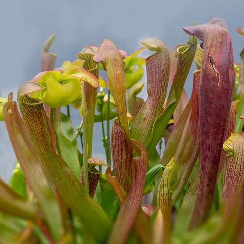 Venusflytrap 1