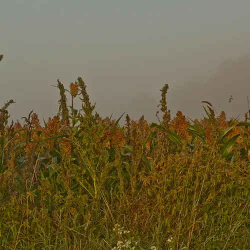 Sugar Cane Oct 18