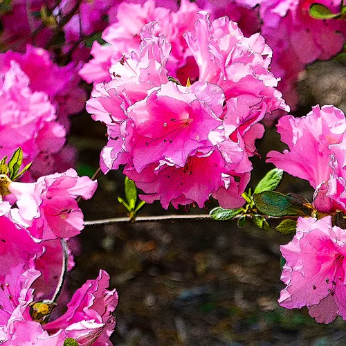 Pinkazalea 1