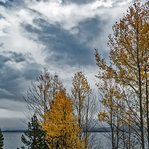 Yellowstone 50