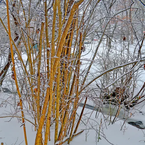 Yard Snow 12