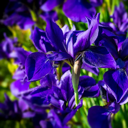 Iris 2