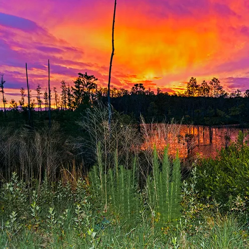 Flswamp 4