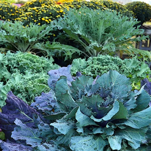 Cabbage