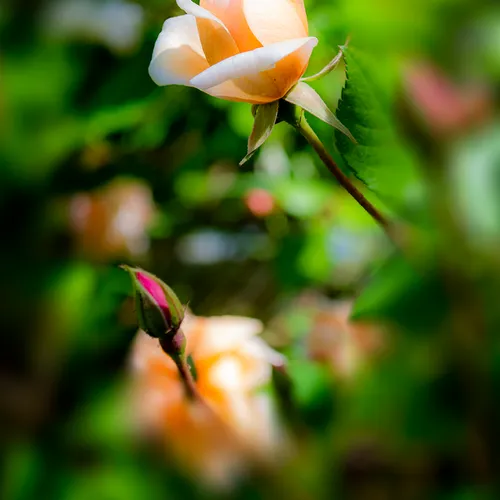 Pinkrose 1