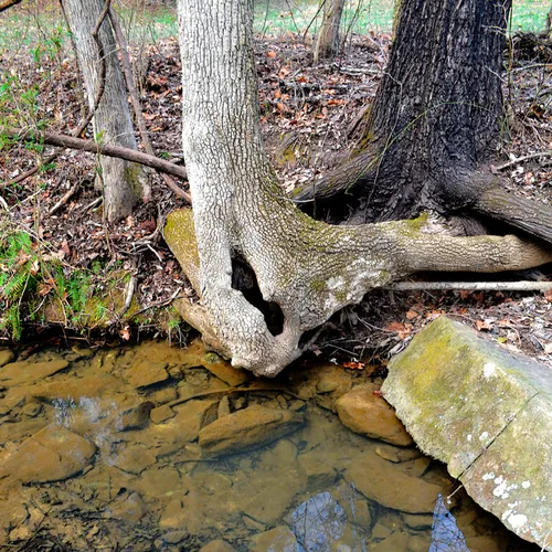 Tree Trunks 2