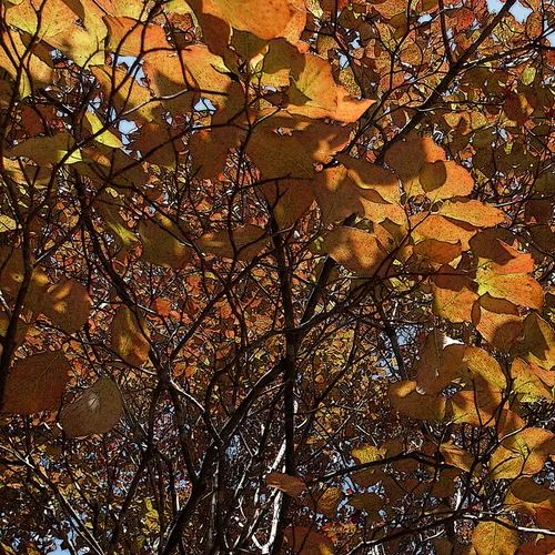 Autumn Poster Wc