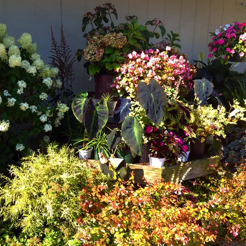 Plants 3