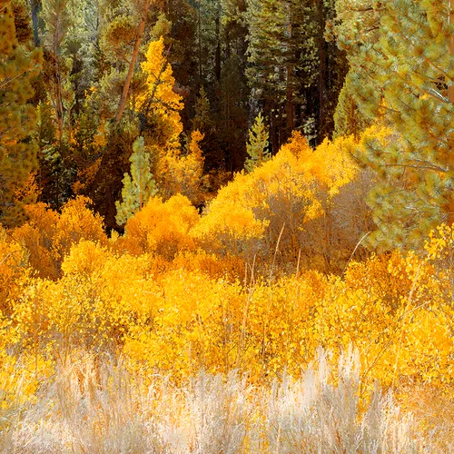 Yosemite 18