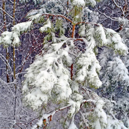 Big Tree