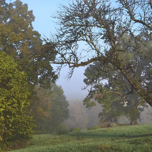 Rowan Landscape