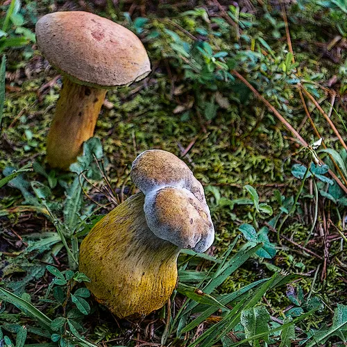 Toadstool 1