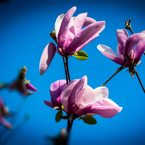 Japanesetulip 1