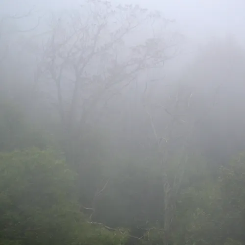 Treesandfog