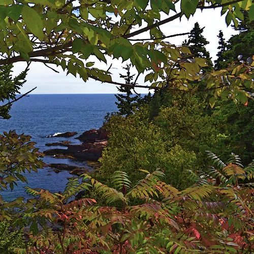 Acadia Shore Fall 1