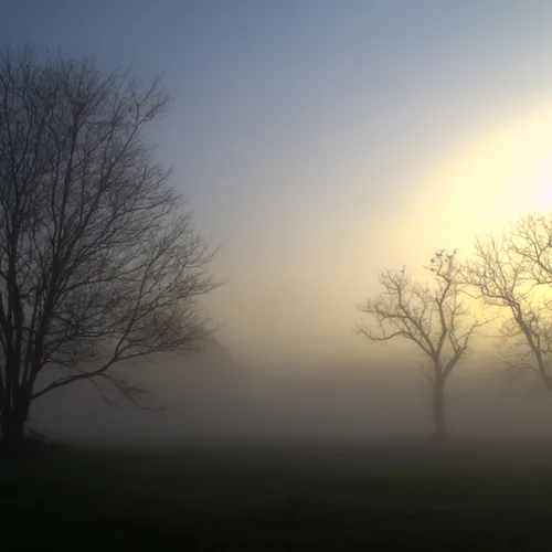 Tree Fog Oct 18