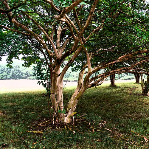 CrepeMyrtle 1