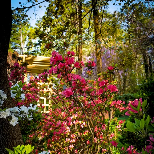 Azaleas 6