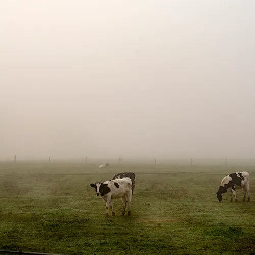 2015 Cows 1