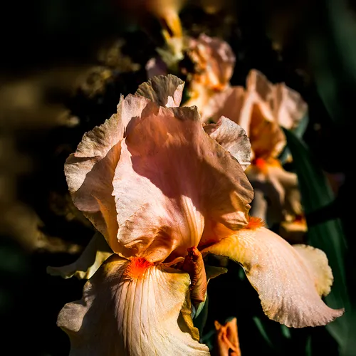 Iris 3