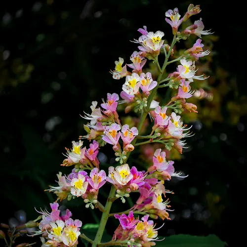 Flower 2