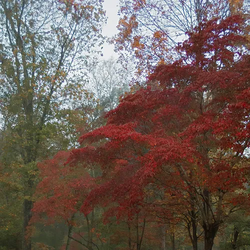 2015 Backyard 1